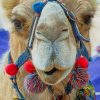 Arabian Camel paint by numbers