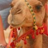 Cute Arabian Camel paint by numbers