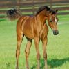 Arabian Foal paint by numbers