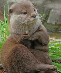 Asian Small Otter paint by numbers