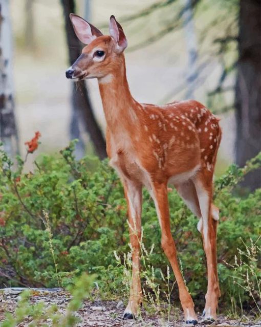 Baby Deer paint by numbers