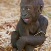 Baby Gorilla paint by numbers