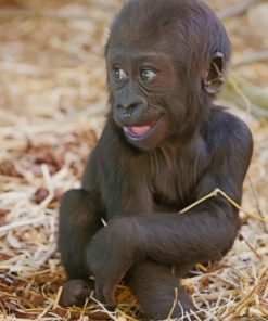 Baby Gorilla paint by numbers