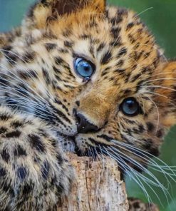 Baby Leopard paint by numbers