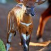 Baby Okapi paint by numbers