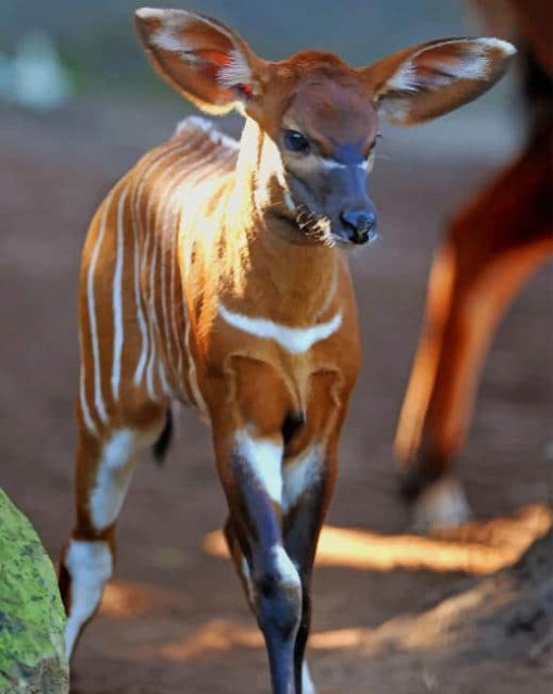 Baby Okapi paint by numbers