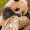 Cute Baby Panda paint by numbers