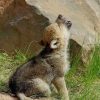 Baby Wolf Howling paint by numbers