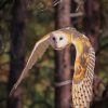 Barn Owl In Flight paint by numbers