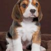 Baby Beagle Dog paint by numbers