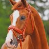 Beautiful Brown Horse paint by numbers