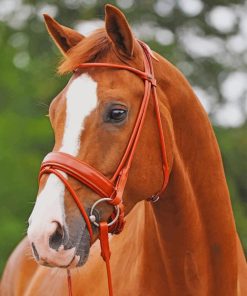 Beautiful Brown Horse paint by numbers