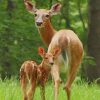 Baby Deer With Mommy paint by numbers