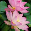 Beautiful Lotus Flowers paint by numbers