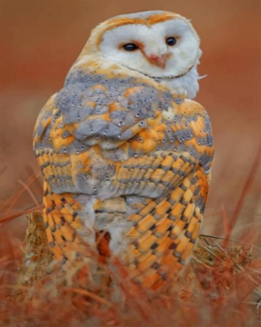 Snowy Owl paint by numbers