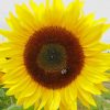 Beautiful Sunflower paint by numbers