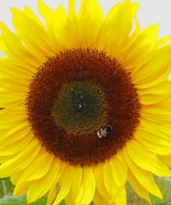 Beautiful Sunflower paint by numbers