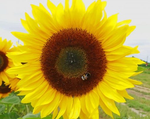 Beautiful Sunflower paint by numbers