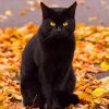 Black Cat In Autumn paint by numbers