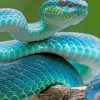 Blue Snake paint by numbers