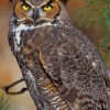 Great Horned Owl paint by numbers