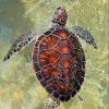 Brown Sea Turtle paint by numbers