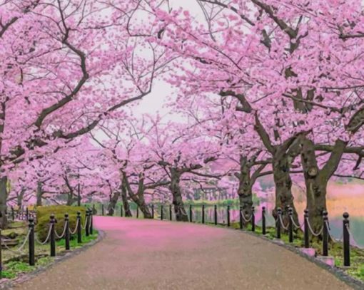 Cherry Blossom Trees paint by numbers