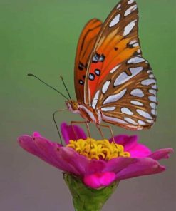 Colorful Butterfly paint by numbers