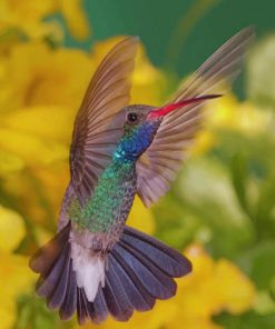 Colorful Bird paint by numbers