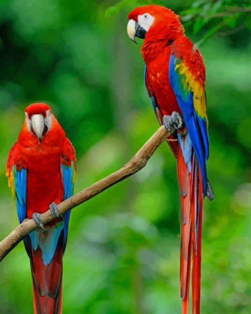 Colorful Macaw Parrots paint by numbers