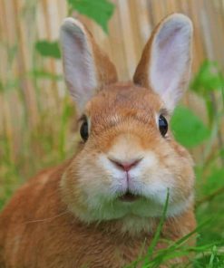 Cute Baby Bunny paint by numbers