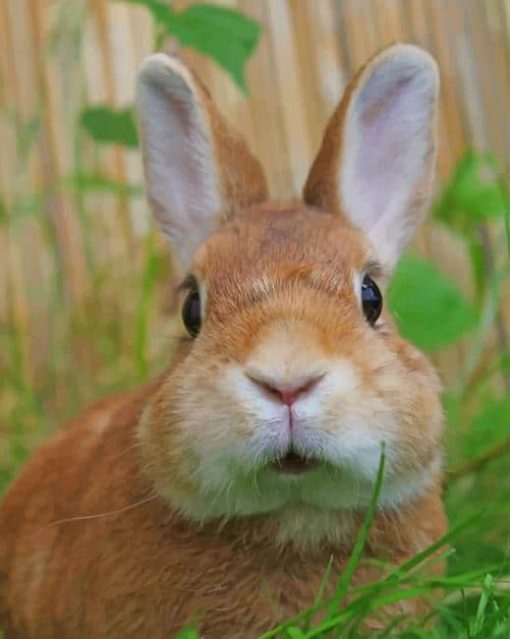 Cute Baby Bunny paint by numbers