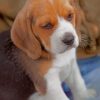 Beagle Puppy paint by numbers