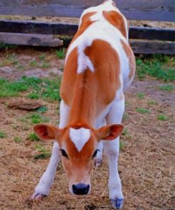 Cute Beautiful Cow paint by numbers