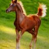 Cute Brown Foal paint by numbers