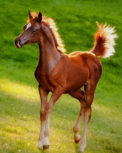 Cute Brown Foal paint by numbers