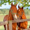 Cute Brown Horses paint by numbers