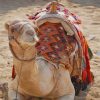 Cute Camel paint by numbers