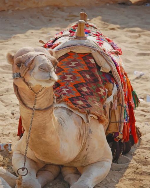 Cute Camel paint by numbers