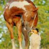 Horse With Dog paint by numbers