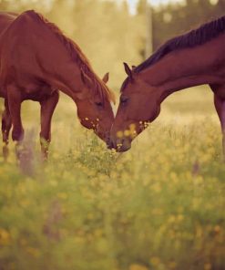 Cute Horse Couple paint by numbers