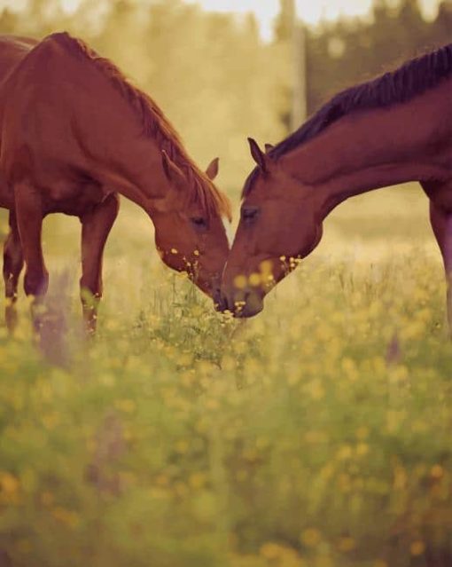 Cute Horse Couple paint by numbers