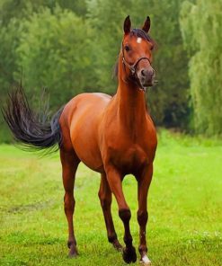 Brown Horse paint by numbers