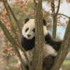 Cute Panda On A Tree paint by numbers