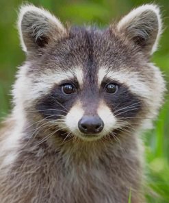 Cute Raccoon Animal paint by numbers