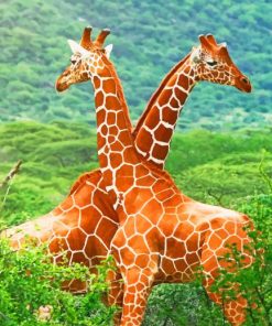 Cute Twin Giraffes Playing paint by numbers