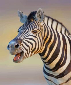 Cute Zebra paint by numbers