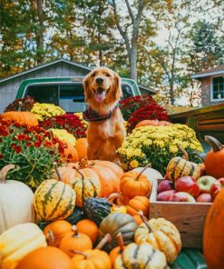 Dog Halloween Pumpkin paint by numbers