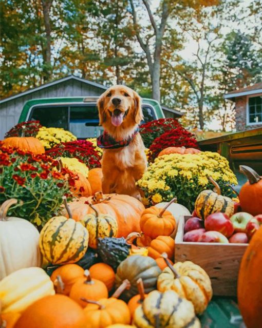 Dog Halloween Pumpkin paint by numbers