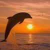 Dolphin And The Sunset paint by numbers